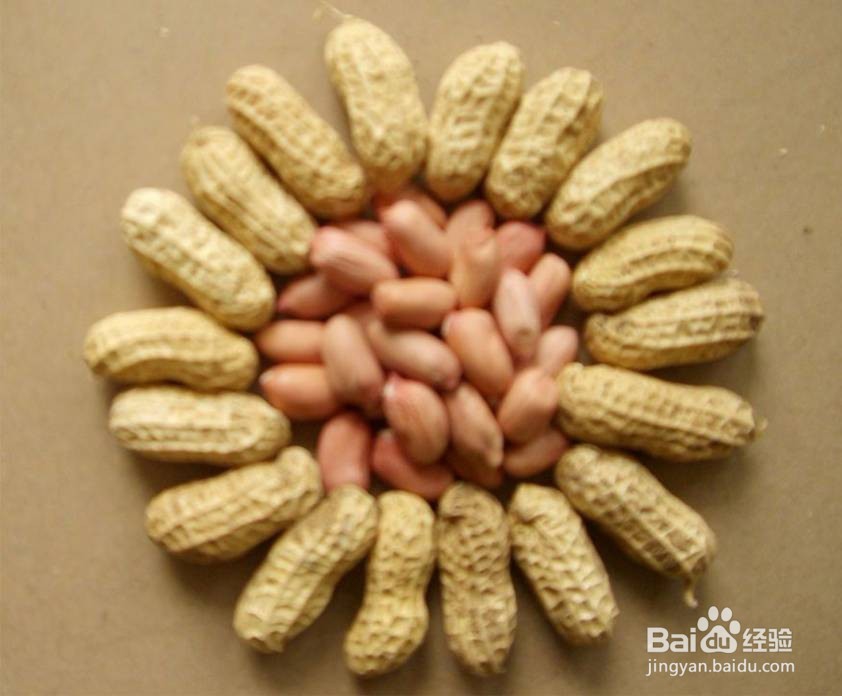 花生的全面详细介绍