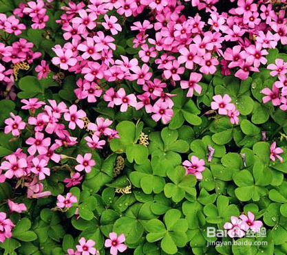 怎么养护酢浆草