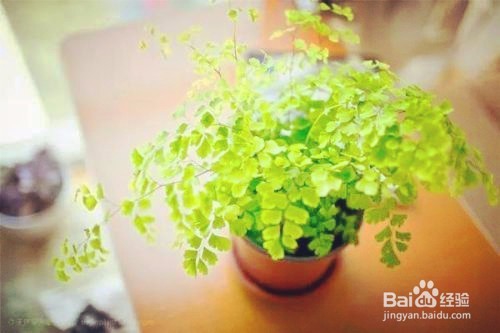 寝室放那些植物可以净化空气