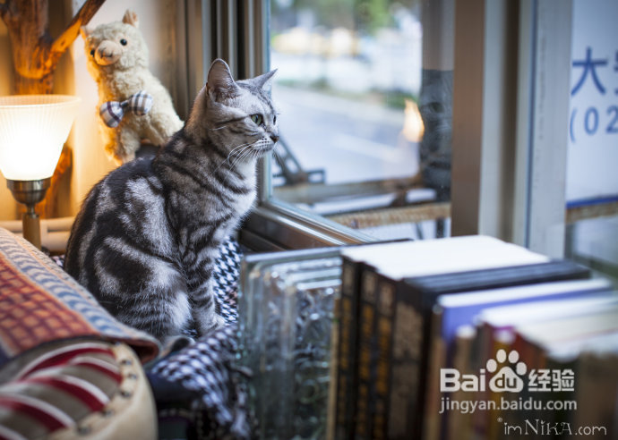 【台湾探店】复古混搭空间邂逅百变萌喵，自然醒咖啡公寓
