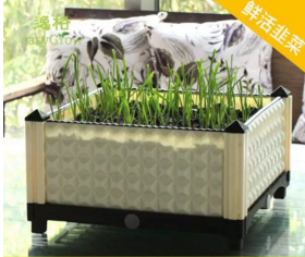 如何在自家阳台栽种韭菜