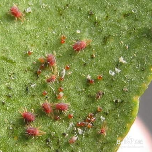 西府海棠的常见害虫及整治