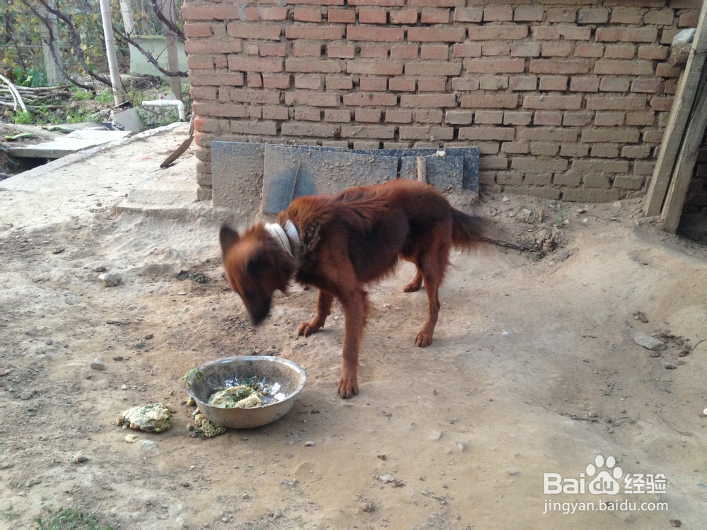 如何给凶猛的狗喂食物