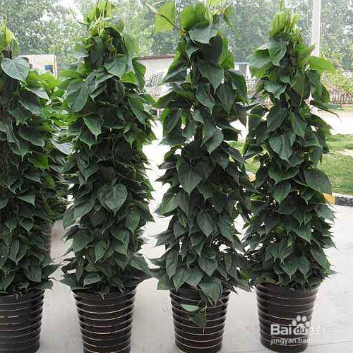 心叶藤下面养殖？