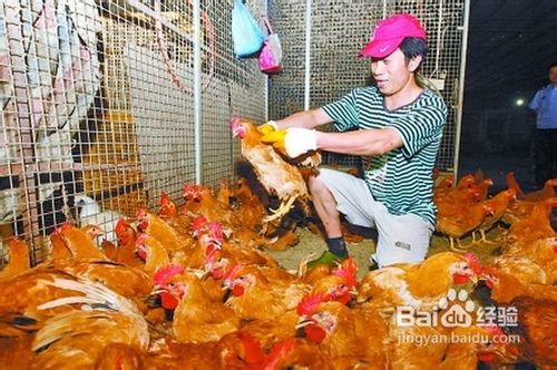 如何在饮食和生活习惯上预防禽流感