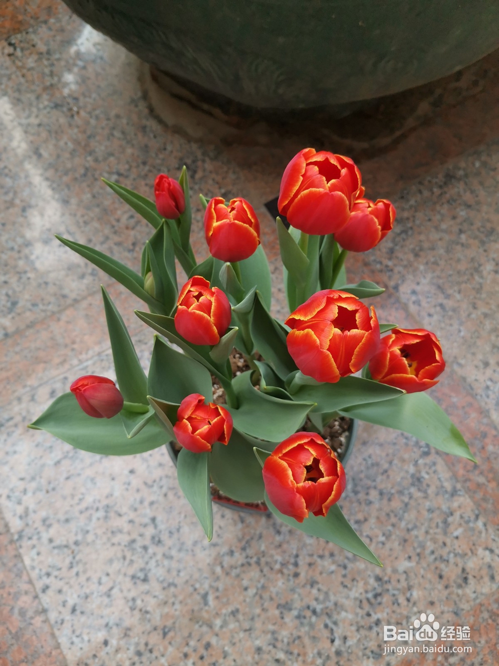 在广东种植郁金香的方法