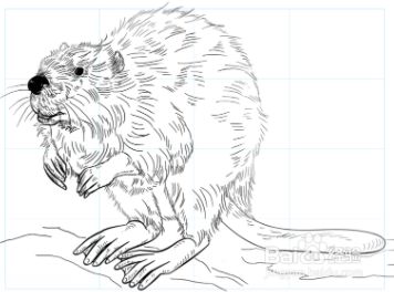 如何绘制海狸