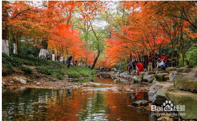 杭州哪里的枫叶最美