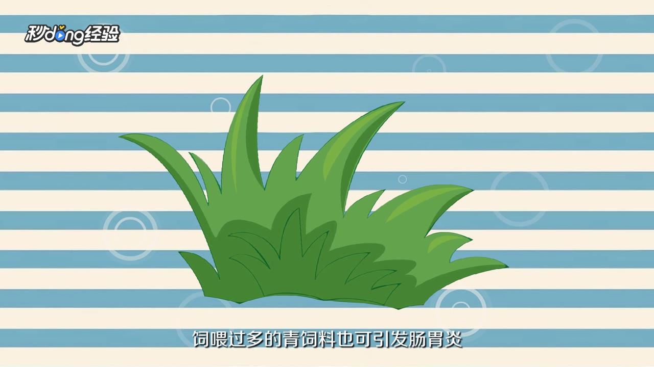 普通小鹦鹉怎么养