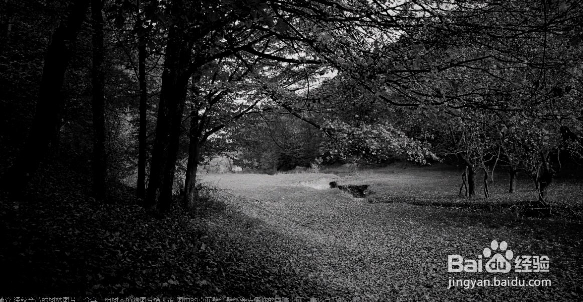 怎样给图片添加黑白胶卷特效滤镜