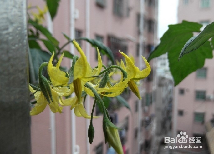 圣女果不结果怎么办？