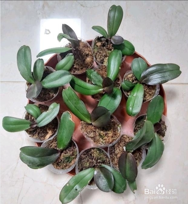 蝴蝶兰剪下来的茎怎么扦插