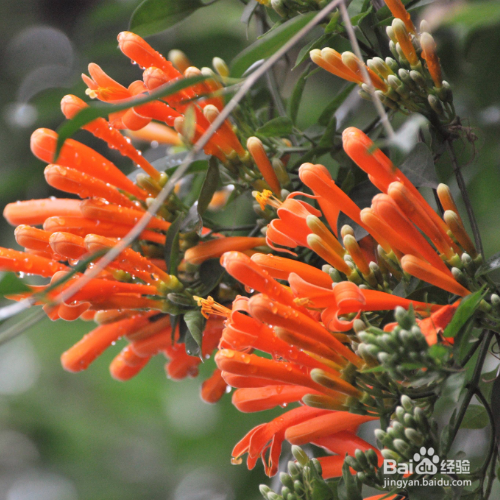 冬天养炮仗花需要注意什么