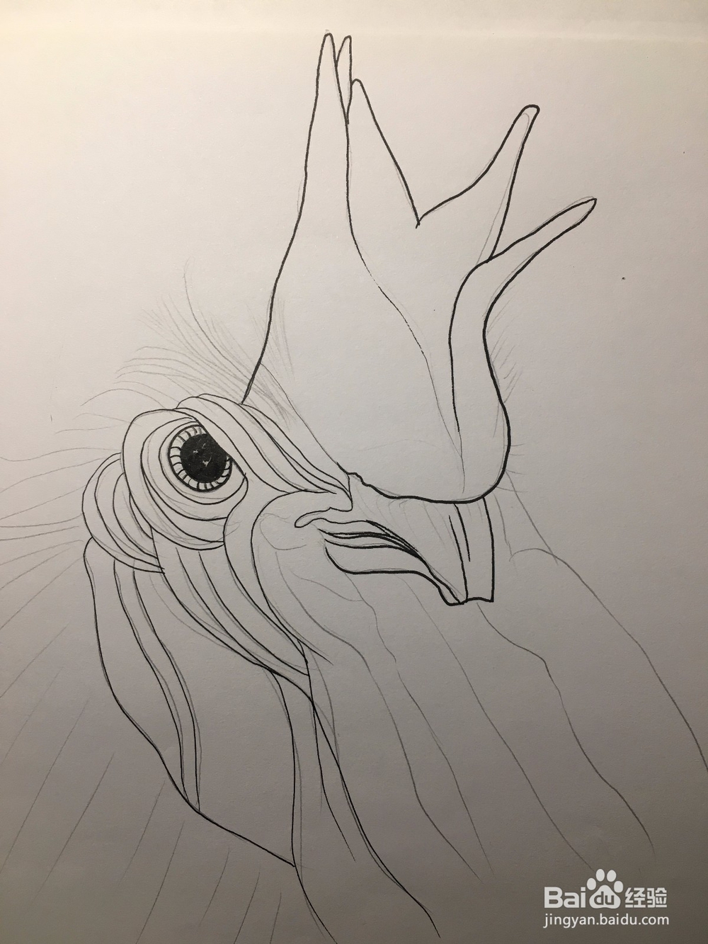 画公鸡头 鸡冠头简笔画 鸡头线描画