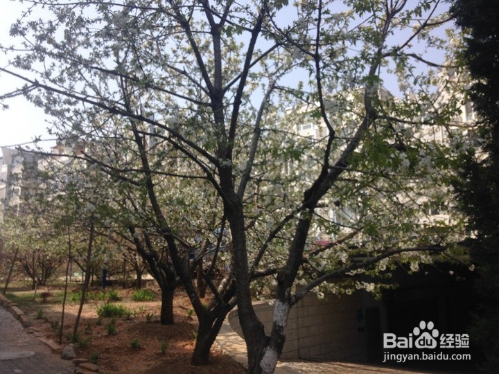 怎样用智能手机将植物花拍出一幅画