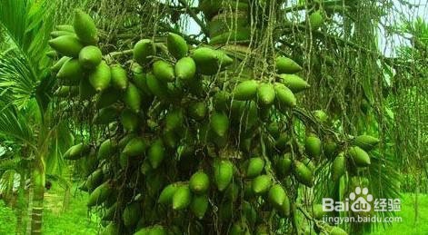 挑选槟榔小技巧