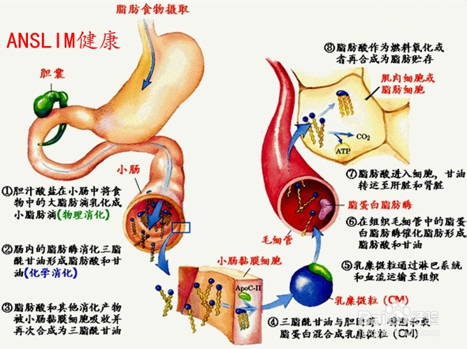 三,脂肪体内分解代谢