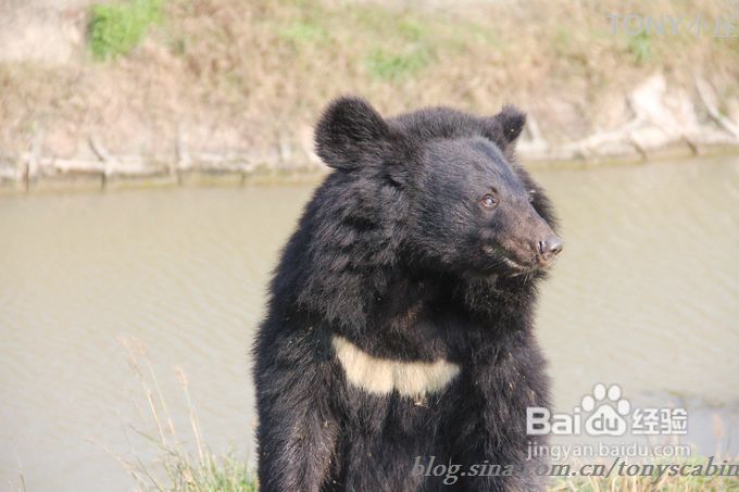 新手做土司必须要了解的5个要点---旅游外出给我们补充体力的芝麻黄油土司
