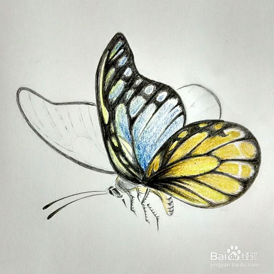 蝴蝶的画法-彩铅手绘