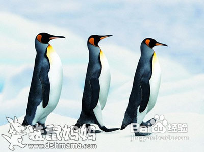 企鹅拼图---儿童益智游戏