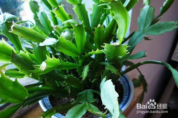 夏季盆栽烂根是什么原因