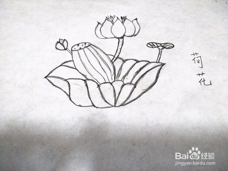 简笔画-荷花的简单画法