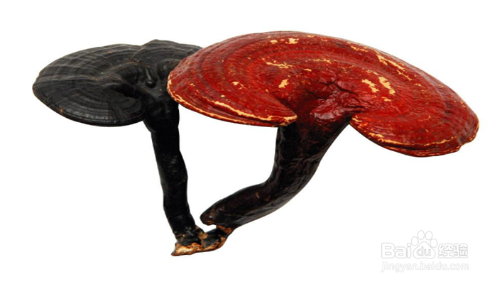 蘑菇和灵芝有什么区别?