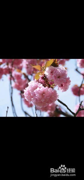 华为手机自动旋转功能如何开启？竖屏变横屏？