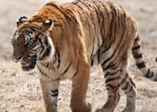 动物的分类方法有几种