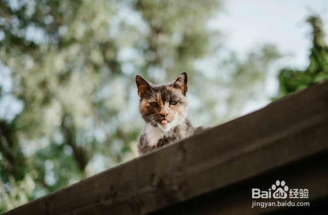 怎么样停止猫咪抓挠躺椅