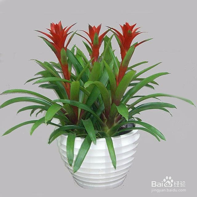 办公场所盆栽选择