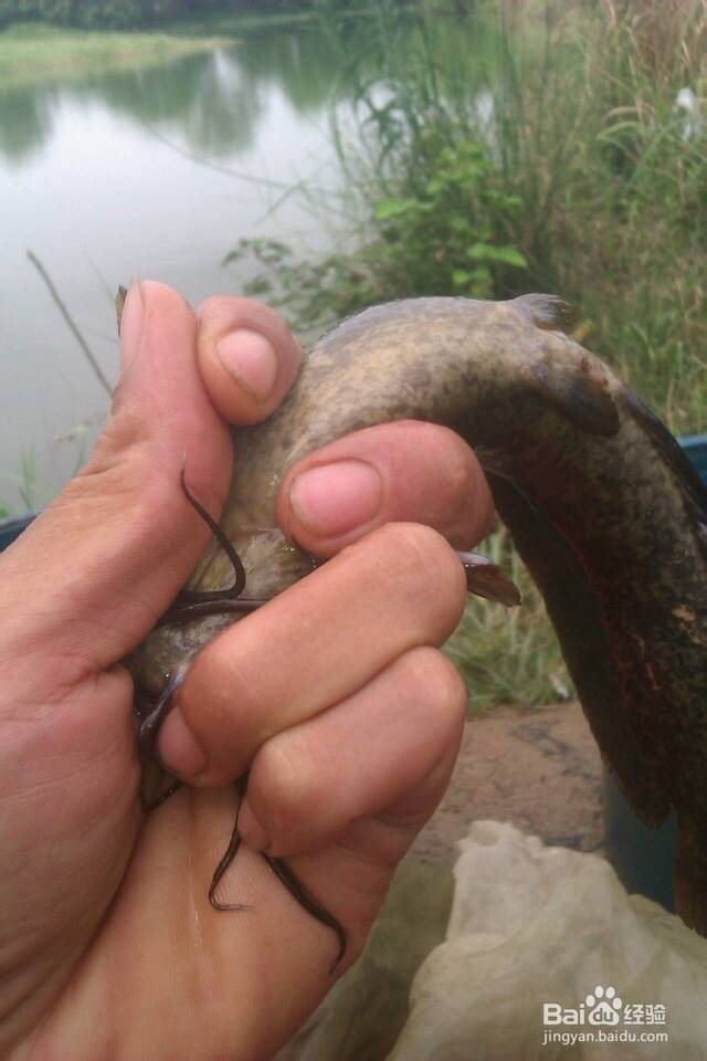 教你钓到鱼后怎样徒手抓塘角鱼和鲶鱼不伤到手