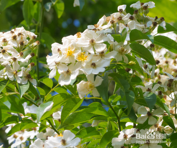 如何养护木本植物金樱子？