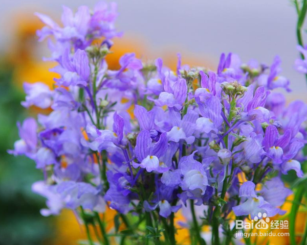 香雪球种植方法？