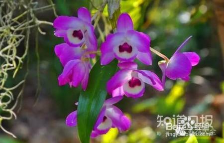 100种兰花品种图鉴，花开瞬间，艳冠群芳！