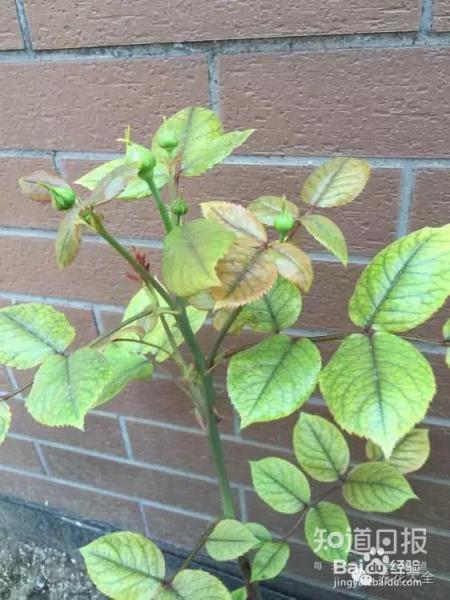 看花看叶看茎，花出了啥毛病，一眼就能看出来！