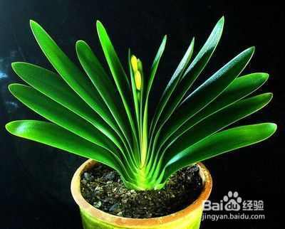 君子兰长得歪开花少颜值低,用这几招治愈你的养花强迫症