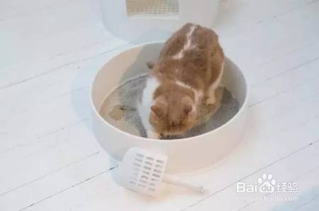 家庭和谐养猫,这些你都做对了吗?