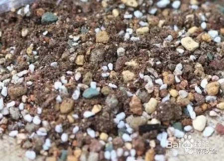 99%的花都死于这1点，看了保花不死！