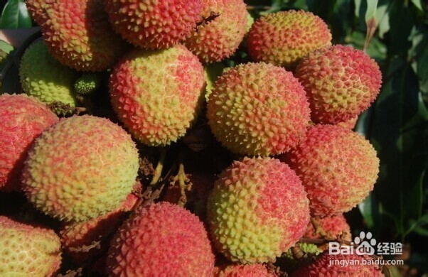 怎么挑新鲜水果——怎么挑荔枝