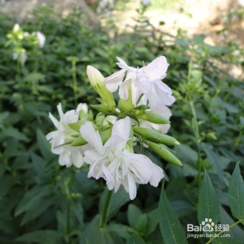 肥皂草的养殖方法