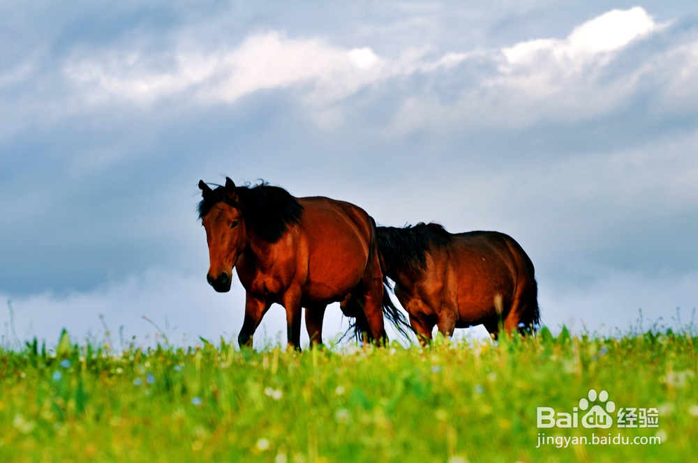 新疆天山，不仅有瀚海黄沙，更有雄伟壮阔