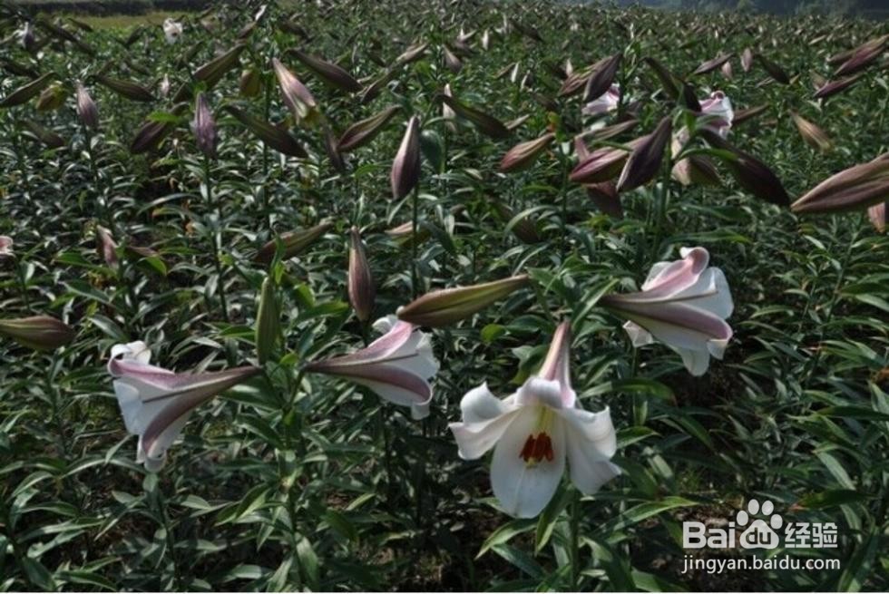 邵阳有哪些特产