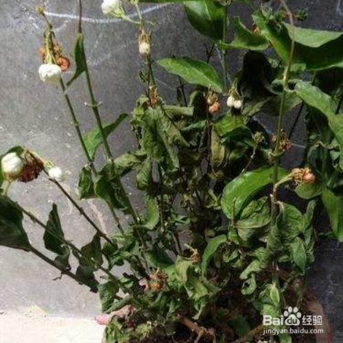 茉莉花枯萎了应该怎么挽救呢