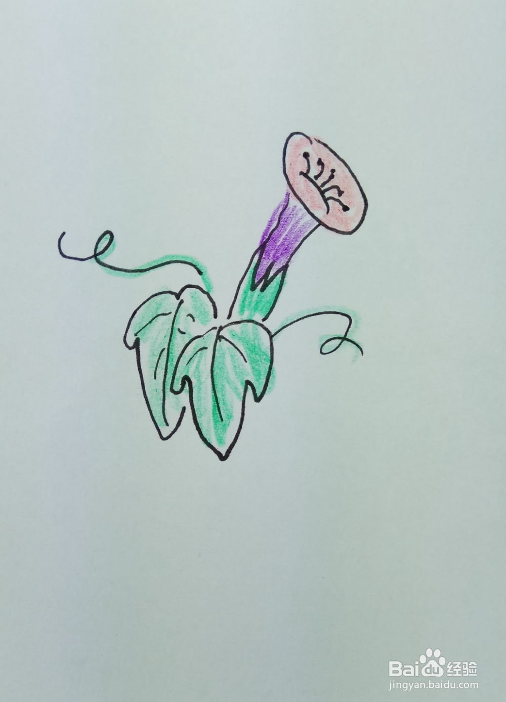 怎样画简笔画“漂亮的牵牛花”?