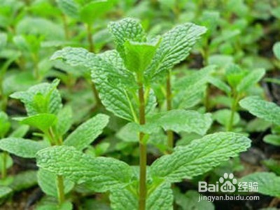 夏季种植哪些花草好