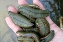 水蛭如何食用方法