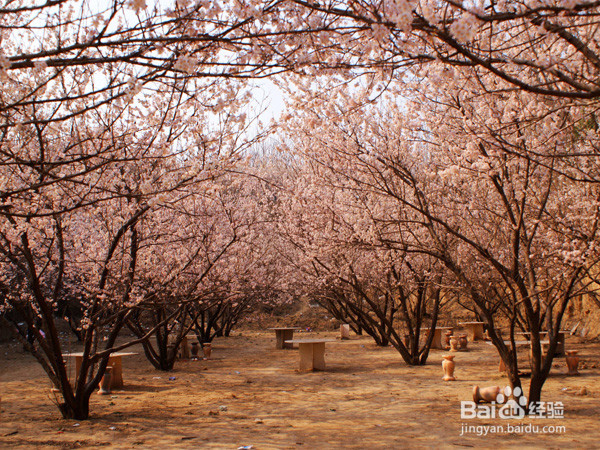 郑州有哪些地方可以赏樱花的？旅游踏青