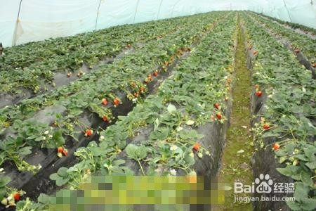 大棚草莓种植方法？