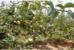 黄金梨树如何修剪